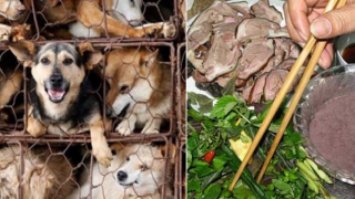 Hàn Quốc thông qua luật chấm dứt việc bán và giết mổ thịt chó vào năm 2027