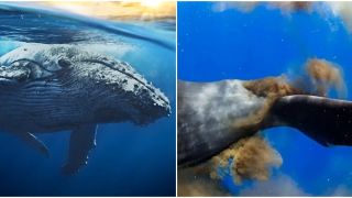 Sốc: Phân cá voi xanh xuất hiện kim cương, điều gì đã tạo nên hiện tượng bất ngờ này?