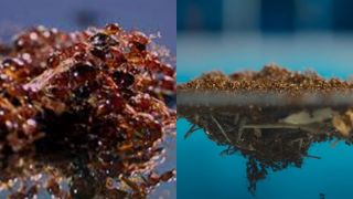Chiêm ngưỡng 5.000 con kiến lửa nhúc nhích tạo chiếc bè nổi cứu kiến chúa cực kịch tính