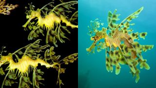 Loài 'rồng biển' đẹp như truyền thuyết: Sinh ra đã sống đơn độc, biết bơi ảo giác suốt 68 tiếng