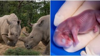 Thụ tinh trong ống nghiệm IVF lần đầu tiên thực hiện thành công trên 1 con tê giác