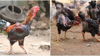 Giống gà là đặc sản quý hiếm của Việt Nam, được ghi tên trong Sách đỏ, nhiều người săn lùng dịp Tết
