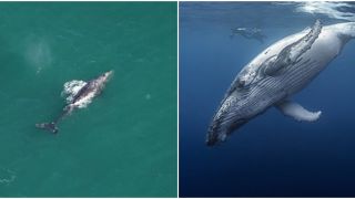 Loài cá voi xám được cho là đã tuyệt chủng 200 năm hồi sinh diệu kì: Dài 15m, nặng hơn 40 tấn