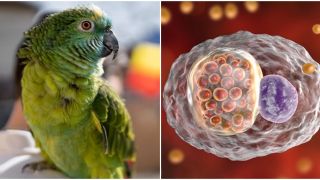 5 người tử vong sau khi tiếp xúc với vẹt, chim bị nhiễm bệnh