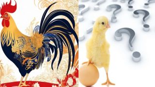 Câu hỏi hóc búa bậc nhất: Con gà có trước hay quả trứng có trước, liệu câu trả lời dưới đây có đúng?