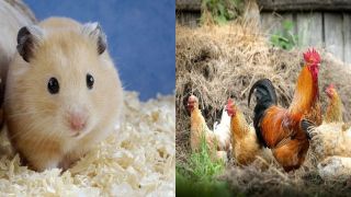 3 con giáp tình duyên nở rộ, Thần Tài ghé cửa tận nhà tặng món quà đặc biệt