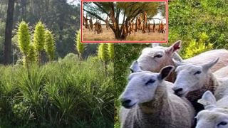 Loài cây ‘ăn thịt cừu’ tự bốc cháy khi nhiệt độ lên tới 40 độ, đàn cừu đến gần đồng nghĩa với cái chết!