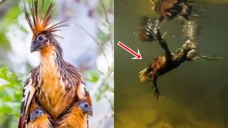 Loài chim độc nhất trong rừng Amazon: Trèo cây bằng cánh, tẩu thoát bằng khả năng lặn ‘thần sầu’!