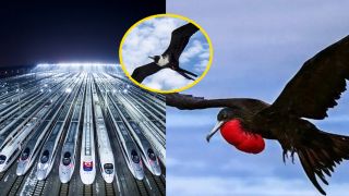 Loài chim bay nhanh nhất thế giới, tốc độ lên tới 352 km/h, nhanh hơn đường sắt cao tốc của Trung Quốc!