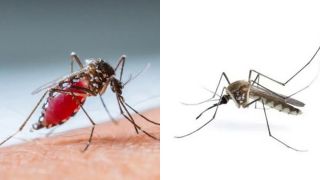 90% người dân không biết ‘kẻ thù tự nhiên’ của muỗi là gì? Chỉ cần mẹo này là có thể ngủ ngon hết đêm!