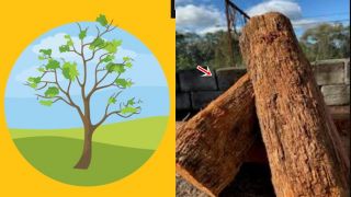 Top loại gỗ cứng nhất thế giới: Có 1 loại cứng gấp 2 lần thép, thách thức máy cưa!