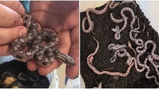 Con rắn đực sinh 14 con trong lần sinh con đồng trinh hiếm gặp