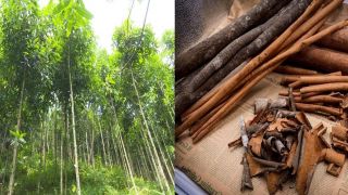 Loại cây trên thế giới cực hiếm nhưng Việt Nam trồng nhan nhản, giá trị xuất khẩu hàng triệu đô
