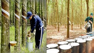 Loại cây của Việt Nam được các cường quốc săn đón, đứng thứ nhất Đông Nam Á