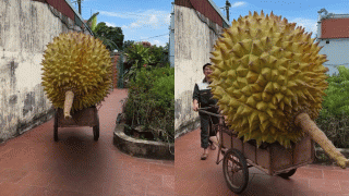 Netizen ngỡ ngàng khi thấy cảnh người đàn ông chở một quả sầu riêng to hơn cả chiếc xe đẩy