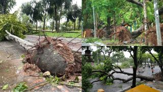 Lý do hơn 17.000 cây xanh ở Hà Nội dễ gãy đổ vì bão Yagi, vì sao nhiều cây vẫn giữ nguyên bọc bầu?