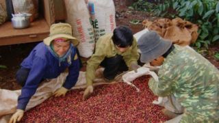 Giá cà phê hôm nay 23/3: Robusta liên tục tăng mạnh mẽ, thời cơ xuất khẩu cà phê Việt Nam đã đến!