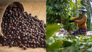 Giá tiêu hôm nay 24/3/2025: Ít biến động, neo ở mức cao