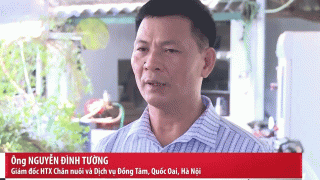 Netizen xôn xao khi Giám đốc HTX Chăn nuôi trong bản tin VTV khẳng định: 100% không có lòng se điếu
