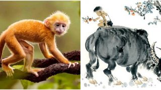 Từ ngày 10/5, 4 con giáp sau đây nên bình tĩnh, thận trọng tránh những rủi ro không đáng có