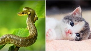 Từ ngày 28/5, 3 con giáp sau đây sẽ có nhiều may mắn, có cơ hội gặp được tình yêu đích thực