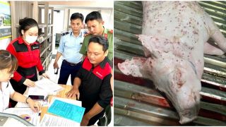 Thông tin nóng vụ Công ty C.P bị tố bán thịt heo mắc bệnh, loạt sai phạm được phát hiện sau kiểm tra