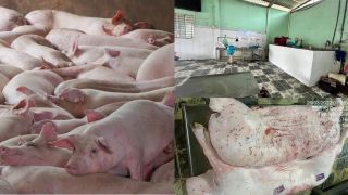 CĐM phát hiện chi tiết khó chối cãi vụ bị tố bán heo bệnh, Công ty C.P. Việt Nam thừa nhận sự thật