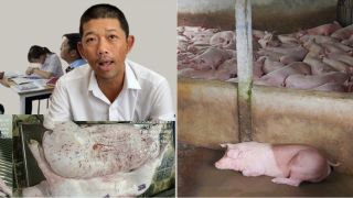 Vị cán bộ bí ẩn trong vụ C.P. bị tố bán heo bệnh, Thứ trưởng Bộ NN-MT trực tiếp yêu cầu điều tra