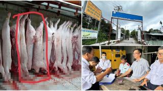 Cơ quan chức năng tuyên bố nóng về hình ảnh heo đầy đốm lạ của ‘người tố C.P Việt Nam’ tung thêm gây chấn động
