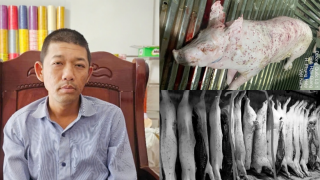 Ông Liễu Quý Ngân nhận tin vui lớn từ cơ quan chức năng, vụ C.P. bị tố bán heo bệnh có diễn biến nóng