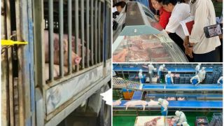 Kiểm tra đột xuất chi nhánh giết mổ tại Hà Nội của Công ty C.P trong đêm: Sốc vì 1 con số 'khủng'