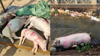 Chấn động xác heo nằm la liệt dưới kênh dẫn nước ở Bình Dương, cơ quan chức năng hé lộ thông tin sốc