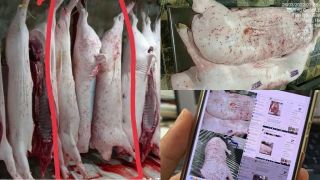 Thông tin nóng về cán bộ đóng dấu ‘được lưu thông’ lên heo bệnh của C.P, đã có án phạt chính thức