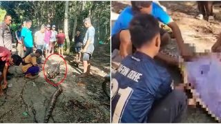 Chấn động Indonesia: Phát hiện thi thể người đàn ông trong bụng con trăn dài 9m sau khi cho gà ăn