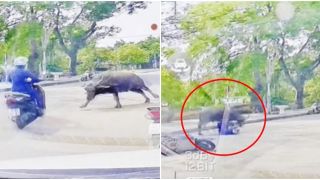 Đứng tim clip cô gái điều khiển xe máy bị 'trâu điên' lao đến húc, chạy vẫn không thể thoát