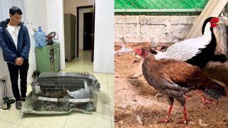 Chân dung gà lôi trắng khiến người đàn ông Nghệ An lĩnh 6 năm tù: Bà con nuôi các loài 'độc lạ' cảnh giác!