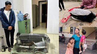 Vụ án gà lôi trắng ở Nghệ An: Bị cáo bất ngờ được tại ngoại, hé lộ tình tiết đảo chiều vụ xét xử