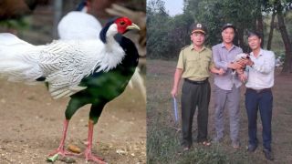 Gà lôi trắng quý hiếm bất ngờ bay lạc vào quán nước ở Huế, cách xử lý không ngờ của chủ quán 