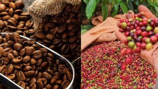 Giá cà phê hôm nay 1/10: Giá cà phê Tây Nguyên 'rực rỡ' giữ vững đỉnh, thị trường quốc tế hồi phục