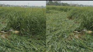 Cao Bằng: Người dân địa phương sợ hãi khi phát hiện thi thể nam giới 'ở nơi khác' trong ruộng lúa