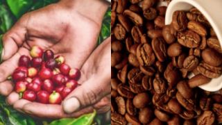 Giá cà phê hôm nay 26/10: Hạ nhiệt sau tuần tăng mạnh, vẫn giữ đà phục hồi ấn tượng