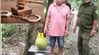 Vụ người đàn ông bị khởi tố vì trộm 2 quả mít: Luật sư tiết lộ có thể 'thoát án' vì 1 lý do bất ngờ