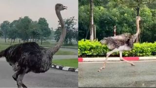 Bất ngờ số phận con đà điểu xổng chuồng lao vun vút giữa đường phố TP.HCM, chủ sở hữu là ai?