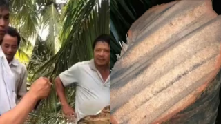 Chủ nhân video tôn bay cắt đứt cây dừa 6 triệu view lên tiếng xác minh thực hư sự việc