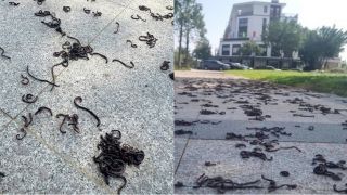 Nguyên nhân hàng nghìn con giun đất bò lổm ngổm rồi chết khô trên vỉa hè ở Quảng Ngãi