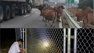 Quảng Trị: Xuất hiện đàn bò di chuyển trên cao tốc, hé lộ hành động gây khó hiểu của người dân