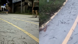 Lại xuất hiện thêm một trường hợp giun đất trồi lên mặt đường tại Đồng Nai