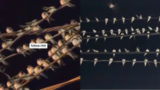 Nguyên nhân hiện tượng lạ hàng nghìn con chim én đậu chằng chịt trên dây điện ở Cần Thơ