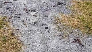 Hàng nghìn con giun đất bò lên mặt đất rồi chết ở Quảng Trị, cơ quan chức năng giải mã nguyên nhân