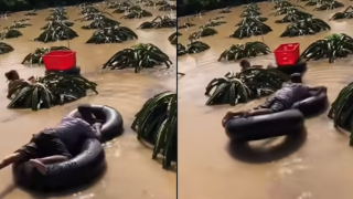 Nghẹn lòng clip nông dân bám vào ruột xe tải, 'vừa bơi vừa hái thanh long' giữa biển nước lũ tại Lâm Đồng